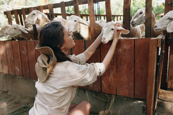 Woman Petting Sheep Pen Fence Woman White Shirt Petting Sheep — Stock Photo, Image