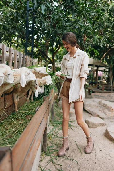 Une Femme Nourrit Des Moutons Dans Une Ferme Animalière Zoo — Photo