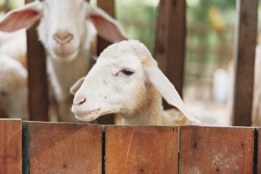 Ahşap bir çitten dışarı bakan iki koyun ve arka planda diğer koyunlar.