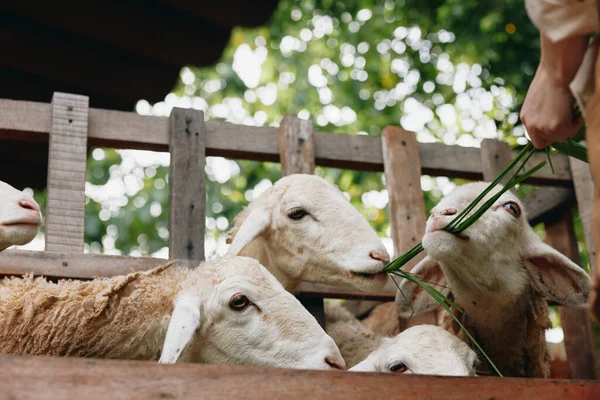 Moutons Mangeant Herbe Une Main Personnes Devant Une Clôture Bois — Photo