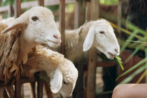 Une Femme Nourrit Mouton Dans Enclos Avec Autres Moutons Arrière — Photo