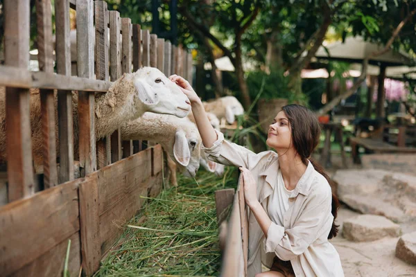 Une Femme Caresse Mouton Dans Une Ferme Animale 140789800 — Photo