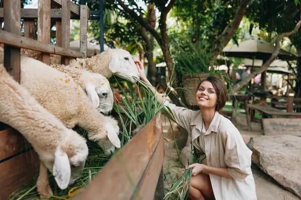 Une Femme Nourrit Des Moutons Dans Une Ferme Thaïlande — Photo