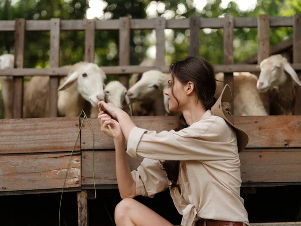 Une Femme Caresse Troupeau Moutons Assis Sur Côté Une Clôture — Photo