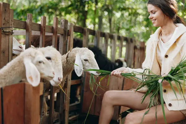 Une Femme Dans Pull Blanc Nourrit Des Moutons Dans Une — Photo