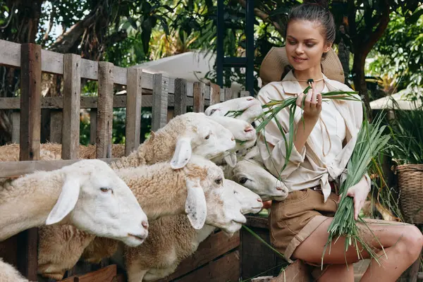 Une Femme Nourrit Des Moutons Dans Enclos Avec Une Plante — Photo
