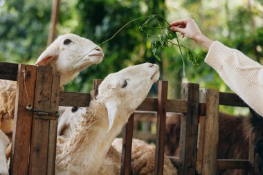 Bir kadın, ahşap bir çitin önünde bir parça yeşil otla koyunları besliyor.