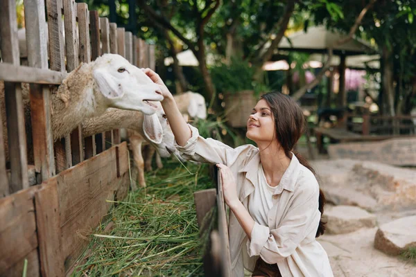 Une Femme Caressant Mouton Dans Une Ferme Avec Une Clôture — Photo