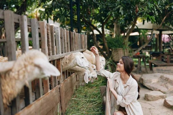 Woman Petting Sheep Outdoor Area Wooden Fence Trees Background — Stock Photo, Image