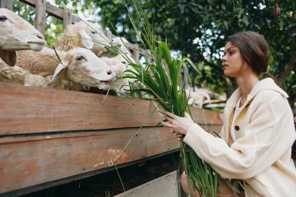 Une Femme Tient Une Plante Devant Groupe Moutons Dans Enclos — Photo