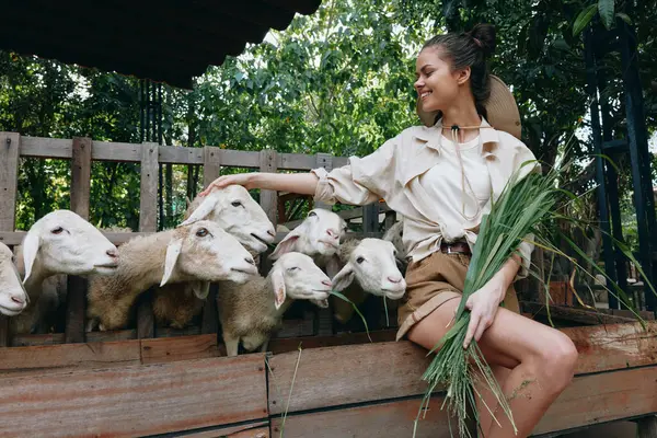 Une Femme Tient Bouquet Herbe Devant Groupe Moutons Dans Enclos — Photo