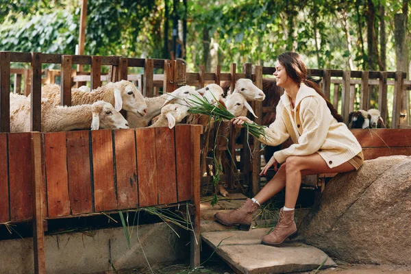 Une Femme Caresse Troupeau Moutons Dans Enclos Sur Une Colline — Photo