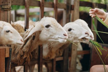 Çitin önünde bir parça otla koyunları besleyen bir kadın elinde bir parça ot tutan bir kadının önünde.