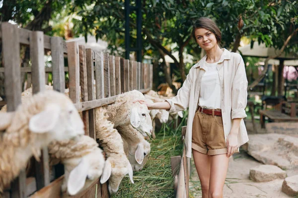 Woman Petting Sheep Outdoor Area Fence — Stock Photo, Image
