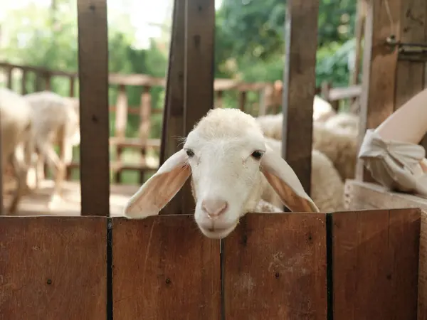 Ovce Hledající Přes Dřevěný Plot Ohradě Jinými Ovcemi Pozadí — Stock fotografie