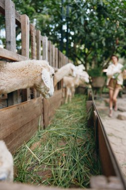 Bir koyun sürüsü yanında bir kadınla bir ağılda dikiliyor.