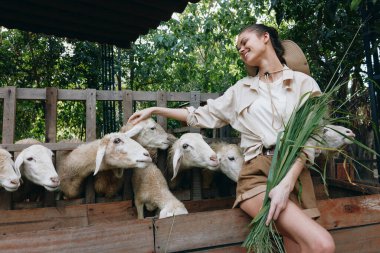 Bir kadın bir koyun sürüsünün önünde bir demet yeşil ot tutuyor.