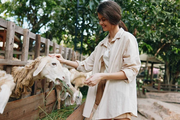 Woman White Shirt Petting Sheep Pen Farm — Stock Photo, Image