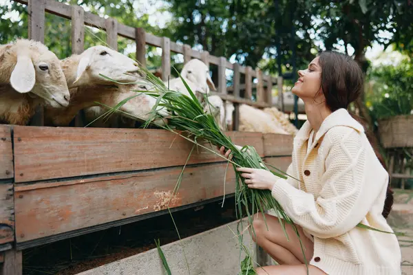 Une Femme Pull Blanc Nourrit Ses Moutons Avec Herbe Verte — Photo