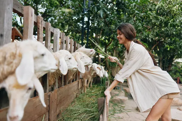 Une Femme Caressant Mouton Dans Enclos Avec Une Clôture Devant — Photo