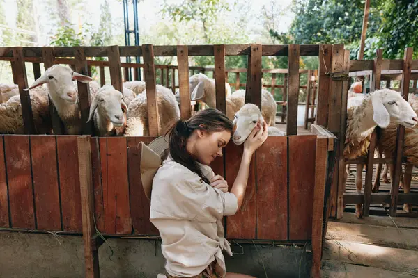Une Femme Caresse Mouton Dans Enclos Avec Autres Moutons Arrière — Photo