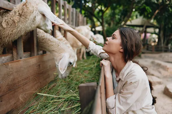Woman Petting Alpaca Animal Zoo Zoo — Stock Photo, Image