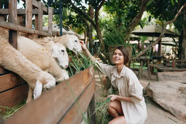 Woman Petting Sheep Zoo Thailand Asian Woman Petting Sheep Zoo — Stock Photo, Image