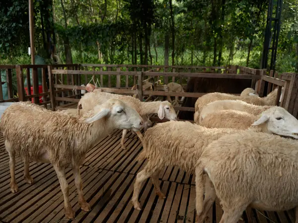 Herd Sheep Standing Wooden Platform Fencedin Area — Stock Photo, Image
