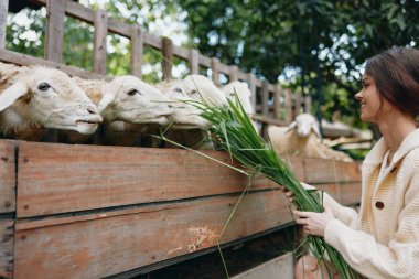 Bir kadın ahşap bir kutunun önünde, koyunları besleyen bir koyunu yeşil otla besliyor.