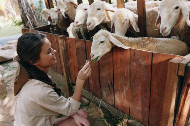 Tayland 'da bir çiftlikte koyun sürüsünü okşayan bir kadın Tayland' da koyun besleyen Asyalı bir kadın koyun besleyen Asyalı bir kadın.