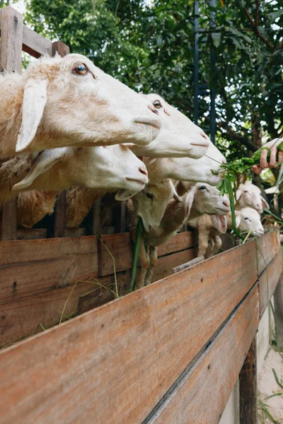 フェンスの上から頭を突き出したペンに立っているヤギのグループ — ストック写真