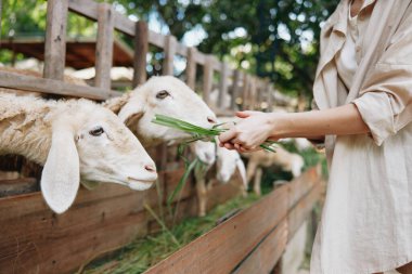 Bir kadın, ahşap bir çitin önünde bir parça yeşil otla koyunları besliyor.