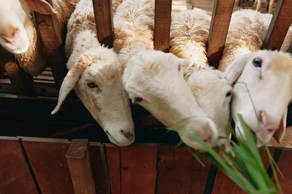 stock image A group of sheep eating grass from a green plant next to a wooden fence