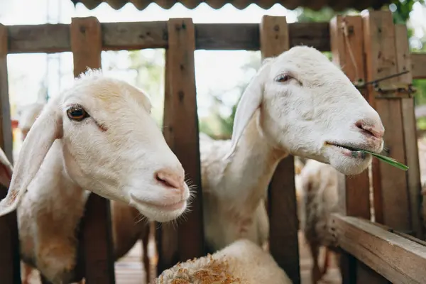 stock image A couple of goats standing in a pen with their heads sticking out of the fence