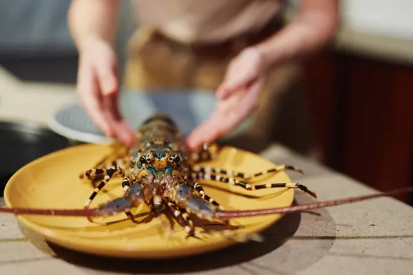 stock image Person holding lobster on yellow plate on kitchen counter top