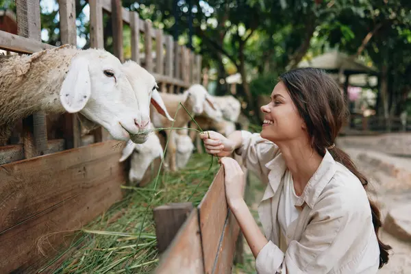 stock image A woman feeding a sheep at a farm with her hand on its head