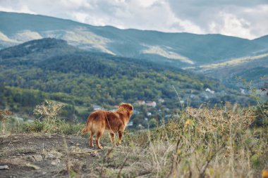 Görkemli Golden Retriever manzaralı vadi, dağ manzaralı seyahat yeri manzaralı manzara.