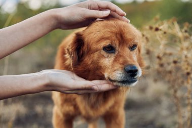 Doğal Arazide Evcil Hayvana Sevecen Olmak, Tarlada Çimenli Köpeği Evcilleştirmek