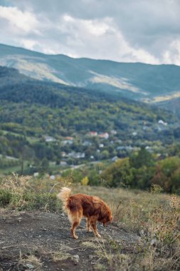 Muhteşem dağ manzarasıyla çevrili büyüleyici kahverengi ve beyaz bir köpekle güzel bir yürüyüş yolu.