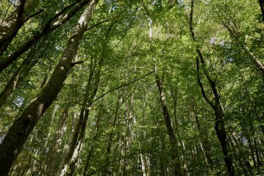Açık Mavi Gök Altında Uzun Yeşil Ağaçlar, Doğa ve Seyahat Teması İçin Mükemmel Orman Manzarası