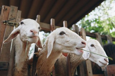 Önlerinde çimenler olan üç koyun kafalarını çitten dışarı çıkarıyorlar.