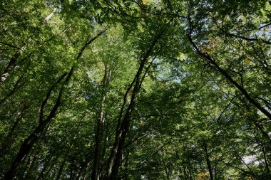 Huzurlu Orman Örtüsü Doğal Güzellikte Açık Mavi Gökyüzü Altındaki Ağaçların Huzurlu Manzarası