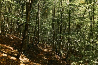 Doğada ve Temiz Havada Ağaçlarla çevrili Tahta Yol 'da Heyecanlı Kaykay Macerası