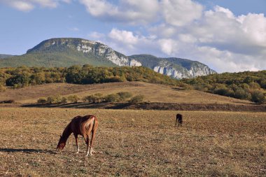 Manzaralı Dağ Arkaplanı Serene Açık Arazisinde otlayan İki At Görkemli Manzarası ve Doğal Güzellik