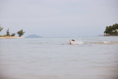 Yüzme, Su Sıçratma, Eğlence: Aktif Su Sporunun ve Tropikal Plajda Mutlu Tatillerin tadını çıkaran Genç Asyalı Adam