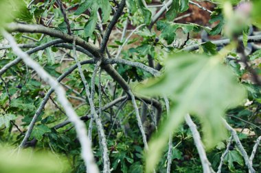 Yapraklar ve dallar ön planda, kuş arka planda dallara tünemiş.