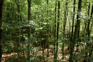 Bereketli yeşillik ve uzun ağaçlarla çevrili dolambaçlı patikalı doğal orman manzarası, seyahat ve doğa keşfi için ideal.