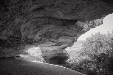Gizemli mağaranın ortasında heybetli bir ağaç duran siyah beyaz bir fotoğraf.