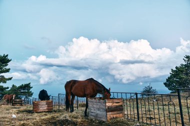 Görkemli at, berrak mavi bir gökyüzünün altında, tüylü beyaz bulutlarla huzurlu bir çayırda otluyor.