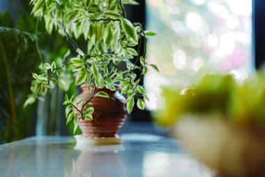 Ahşap bir masanın üzerindeki yeşil saksı bitkisinin pencere zemininde durduğu huzurlu bir sahne.